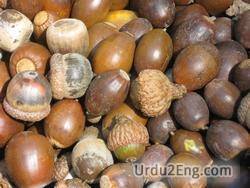 acorn Urdu Meaning