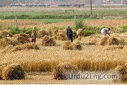agriculture Urdu Meaning