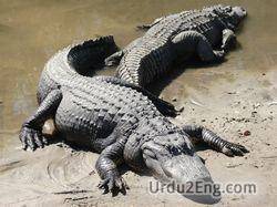 alligator Urdu Meaning
