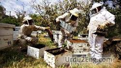 apiculture Urdu Meaning