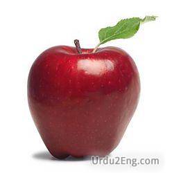 apple Urdu Meaning