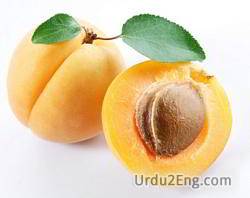 apricot Urdu Meaning