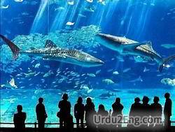 aquarium Urdu Meaning