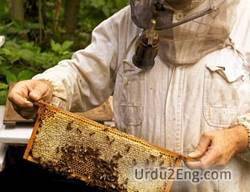 beekeeping Urdu Meaning