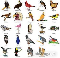 bird Urdu Meaning
