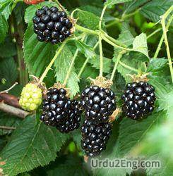 blackberry Urdu Meaning