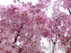 blossom Urdu Meaning