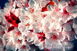 blossom Urdu Meaning