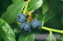 blueberry Urdu Meaning