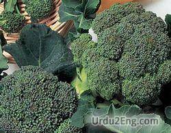 broccoli Urdu Meaning