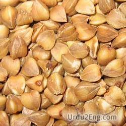 buckwheat Urdu Meaning