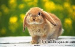 bunny Urdu Meaning