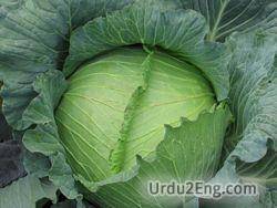 cabbage Urdu Meaning