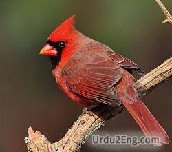 cardinal Urdu Meaning