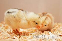 chick Urdu Meaning