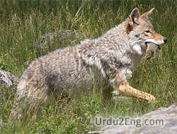 coyote Urdu Meaning