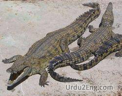 crocodile Urdu Meaning