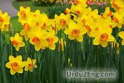 daffodil Urdu Meaning