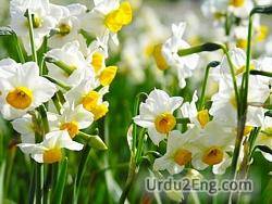 daffodil Urdu Meaning