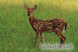 deer Urdu Meaning