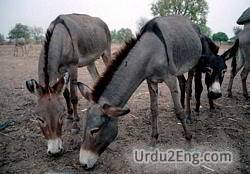 donkey Urdu Meaning