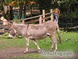 donkey Urdu Meaning