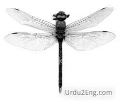 dragonfly Urdu Meaning
