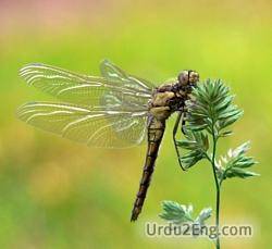 dragonfly Urdu Meaning