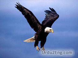 eagle Urdu Meaning