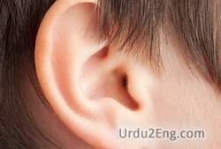 ear Urdu Meaning