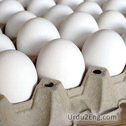 egg Urdu Meaning