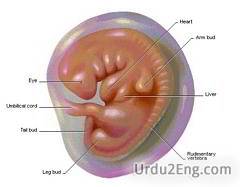 embryo Urdu Meaning