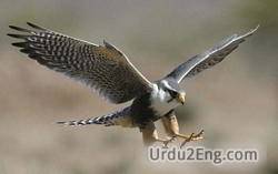 falcon Urdu Meaning