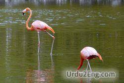 flamingo Urdu Meaning