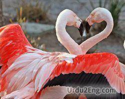 flamingo Urdu Meaning