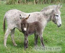 foal Urdu Meaning