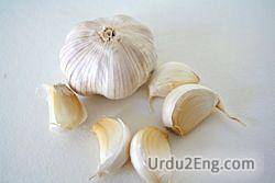 garlic Urdu Meaning