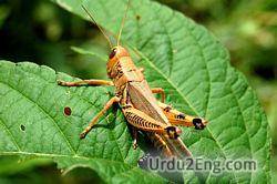 grasshopper Urdu Meaning