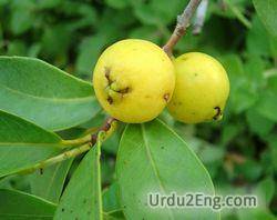 guava Urdu Meaning
