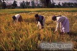 harvest Urdu Meaning