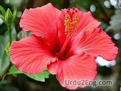 hibiscus Urdu Meaning