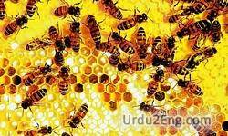 honeybee Urdu Meaning