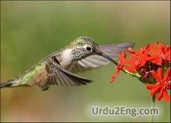 hummingbird Urdu Meaning