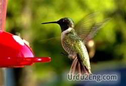hummingbird Urdu Meaning