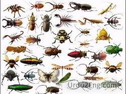 insect Urdu Meaning