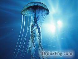 jellyfish Urdu Meaning