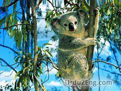 koala Urdu Meaning