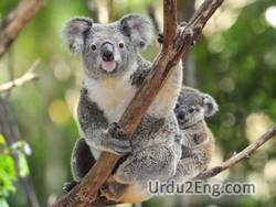koala Urdu Meaning