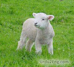 lamb Urdu Meaning