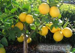 lemon Urdu Meaning